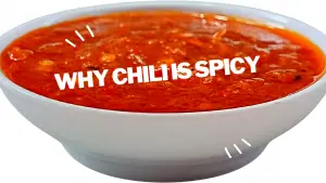 why chili is spicy ?