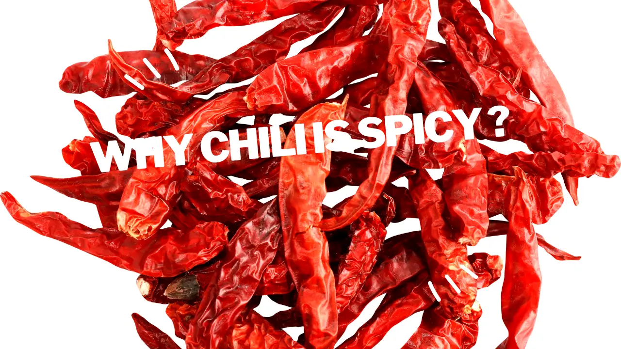 why chili is spicy ?