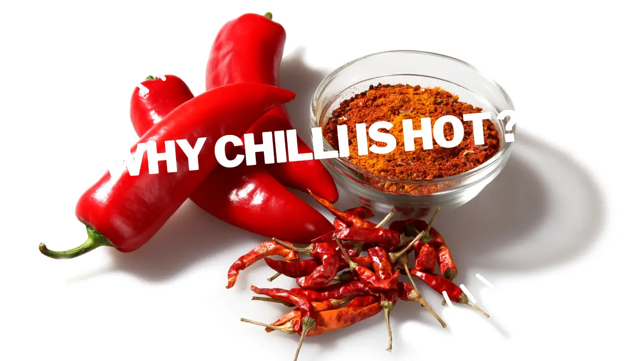why chilli is hot ?
