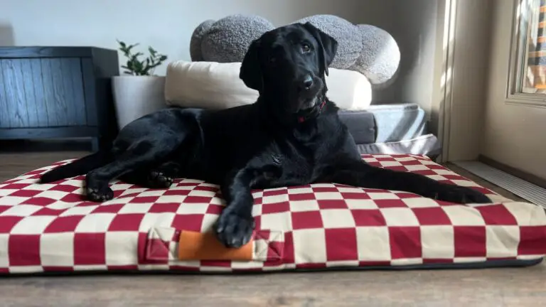 Best Dog Beds of 2024